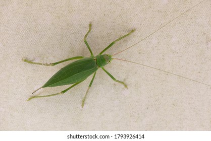 Macro Of A Green Katydid Insect As Located In Tennessee, Southern United States Of America