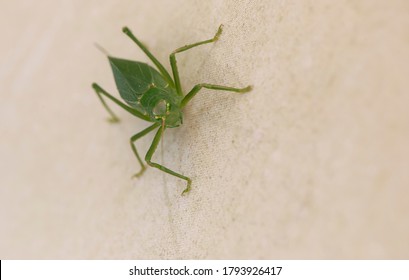 Macro Of A Green Katydid Insect As Located In Tennessee, Southern United States Of America