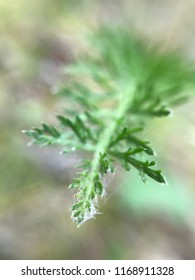 Macro Green Leaf