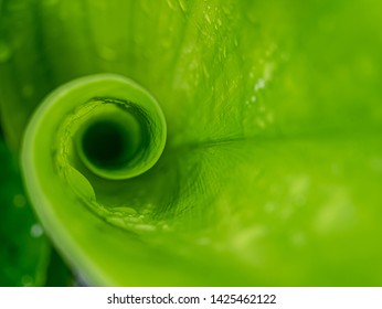 Macro of green leaf roll in the nature - Powered by Shutterstock