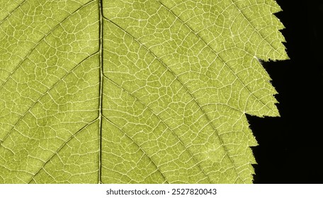 Macro of green leaf, veins and structures visible.  Jagged edge with dark background in frame.