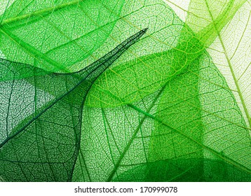 Macro green leaves background