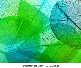 Macro green leaves background texture