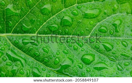 Macro green leaves and water drops,Close up photo of water drops on a green leaf 