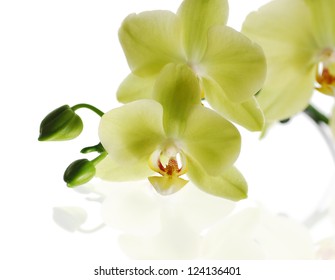 Macro Green Orchid