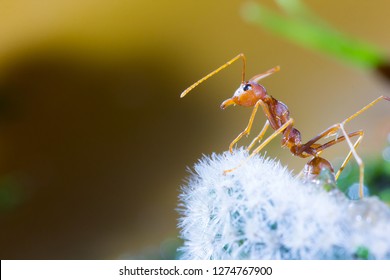 Macro of Green tree ant, Green tree ant Macro, Macro Ants, Oecophylla smaragdina, Oecophylla, 
Small ant, Beautiful ants, Cute ant, Green background - Powered by Shutterstock