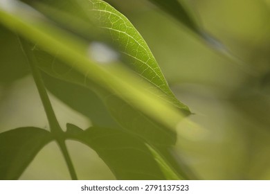 Macro close‑up of a green walnut tree leaf with soft textures and gentle natural light, creating a calm, fresh and fully green summer atmosphere.