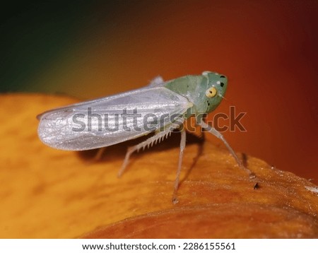 Macro of a green and white leafhopper (Cicadellidae) perched on an orange flower petal. Long Island, New York.
