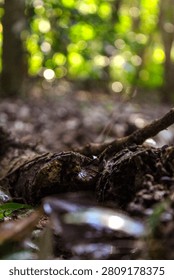 Macro ground level view of a decaying mossy log in the forest floor with beautiful soft bokeh background