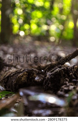 Macro ground level view of a decaying mossy log in the forest floor with beautiful soft bokeh background