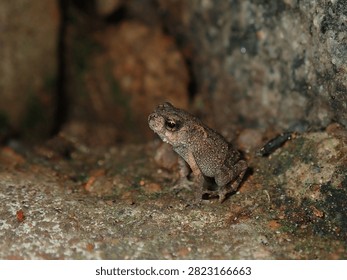 Macro ground-level view of a small wild frog (Anura, Class Amphibia, Phylum Chordata) hiding near dry rocks and soil.