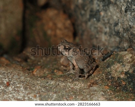Macro ground-level view of a small wild frog (Anura, Class Amphibia, Phylum Chordata) hiding near dry rocks and soil.