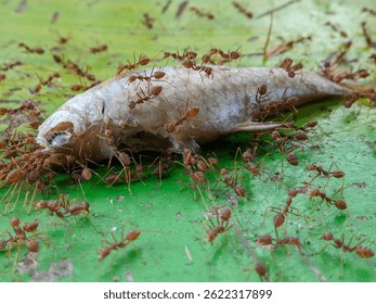 Macro of group ants devouring a dried dead fish on a green surface. A close-up view of numerous red ants meticulously consuming a decaying fish.