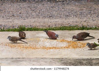Macro Of Group Asian Grey Pigeons ,dove And Little Bird Eating Food Bird