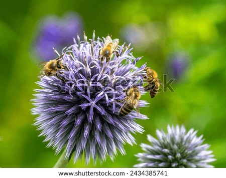 Macro of a group of bees pollinating on a thistle flower blossom