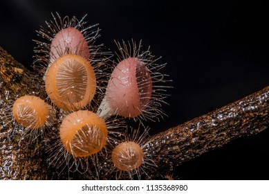 Macro Of Group Cookeina Tricholoma (phylum Ascomycota) And Dark Background.