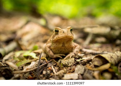 Macro grumpy Eastern American toad in natural habitat, selective focus