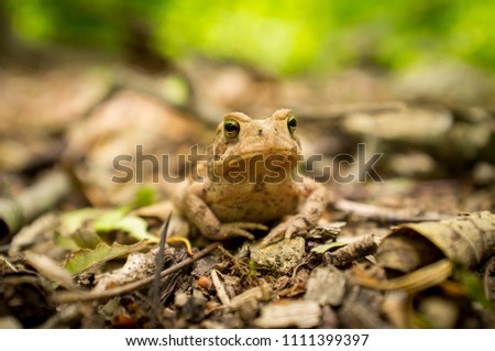 Macro grumpy Eastern American toad in natural habitat, selective focus