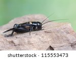 macro of a Gryllus bimaculatus