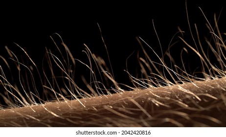 Macro Of The Hair On The Arm Enlarged Shooting