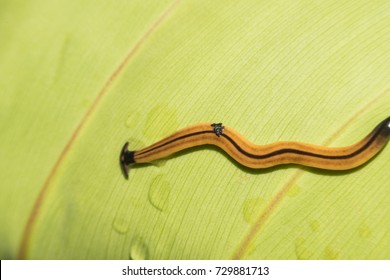 Macro Of A Hammerhead Worm(Platyhelminthes),Flatworm On A Leaf. (Selective Focusing)