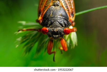 A macro head shot of a17-year cicada. They live underground in a nymph stage and emerge only after 17 years. This image highlights the cicada's very large, orange, compound eyes. - Shutterstock ID 1953222067