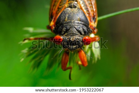A macro head shot of a17-year cicada. They live underground in a nymph stage and emerge only after 17 years. This image highlights the cicada's very large, orange, compound eyes.