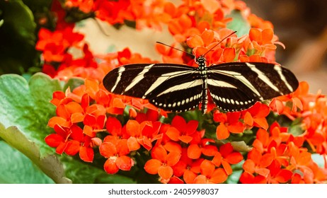 Macro of Heliconius charithonia, zebra longwing butterfly, on a sunny summer day