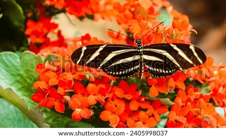 Macro of Heliconius charithonia, zebra longwing butterfly, on a sunny summer day