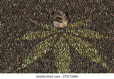 Macro hemp seed in many hemp seeds background and a green hemp leaf shape
