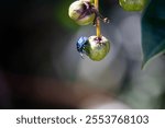 A macro of a hibiscus harlequin bug on fruit