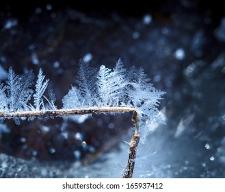 Macro Of Hoarfrost Crystals Growing On Twig 