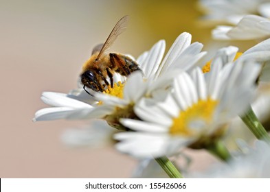 Macro Of Honey Bee (Apis) Feeding On White Anthemis Flower