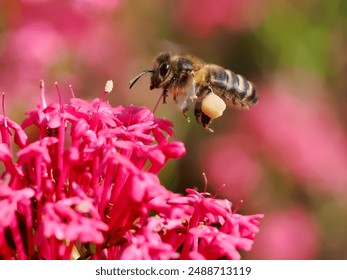 Macro of honey bee (Apis) in flight wiyt a pollen basket pollen on the leg above a red valerian flower - Powered by Shutterstock