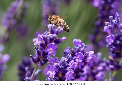 Macro of a honey bee (apis mellifera) on a lavender (lavandula angustifolia) blossom with blurred bokeh background; pesticide free environmental protection save the bees biodiversity concept;