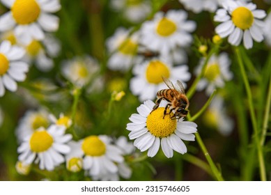 Macro of a honey bee (apis mellifera) sitting on a chamomile blossom; pesticide free environmental protection save the bees biodiversity concept; - Powered by Shutterstock