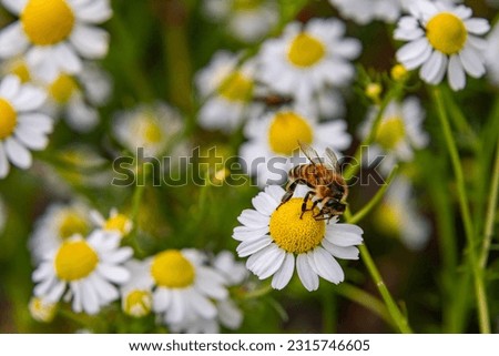 Macro of a honey bee (apis mellifera) sitting on a chamomile blossom; pesticide free environmental protection save the bees biodiversity concept; [[stock_photo]] © 