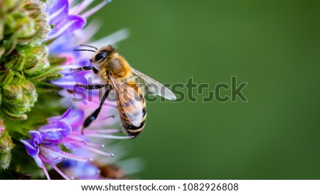 Macro Honey bees