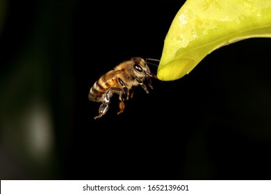 Macro Honeybee In Flight While Drinking Sweet Water.