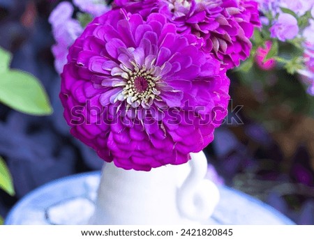 Macro horizontal photo of a single beautiful fuchsia, bright lavender, dahlia like  zinnia in a pretty white antique vase for a wedding party