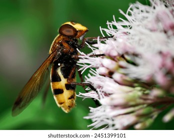 Macro of hornet mimic hoverfly (Volucella zonaria) feeding on flower and seen from profile - Powered by Shutterstock