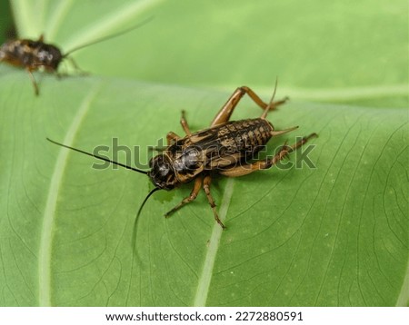 Macro of house cricket insect on green leaves