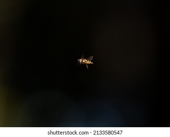 A Macro Of A Hover Fly In Izumi Forest, Yamato, Japan