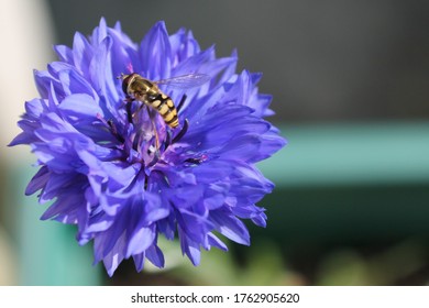 Macro Hoverfly, Net Winged Insect On A Deep Blue Cornflower With Its Wings Tucked Back