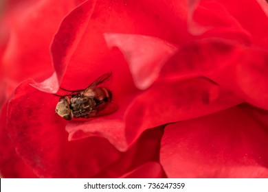 Macro hoverfly in the petals of a red rose. flower flie, syrphid flie. Insect in flower