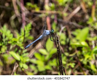 Macro of hovering dragonfly
