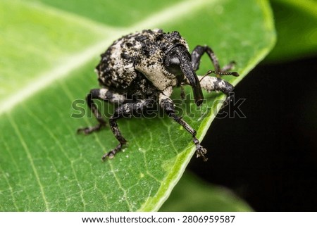 Macro image of an alder weevil (Cryptorhynchus lapathi), commonly known as osier weevil or poplar borer, with mottled camouflage and prominent snout. Ideal for entomology guides, pest control materials, biology courses, and nature-themed designs.