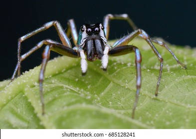 spider acrophobia Spider  Images, Vectors & Shutterstock Stock Photos Angry