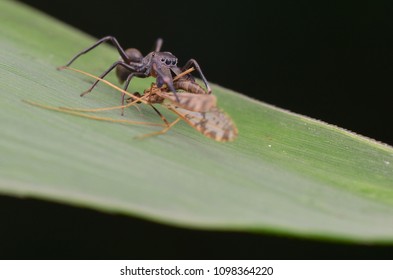 Barley Flea Beetle Phyllotreta Vittula On Stock Photo 1400164007 ...