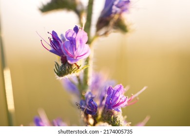 Macro Image Of An Ant On A Flower. Nature And Wildlife In Ontario, Canada.